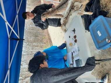 Student working at one of the Manitoba Envriothon Tables, you can see furs and specimens on the table