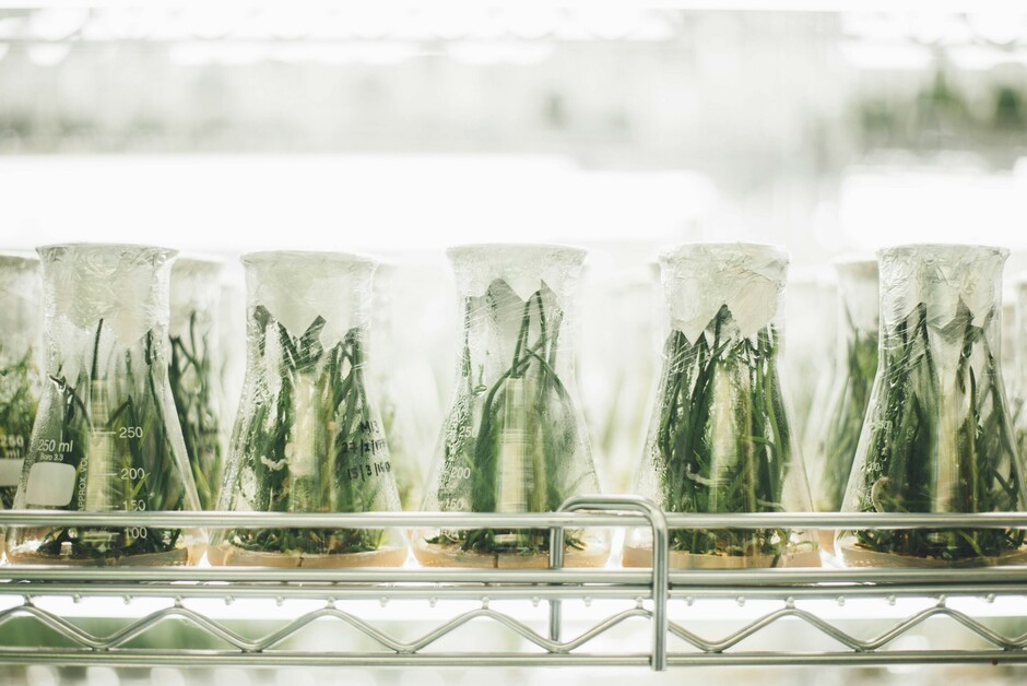 Image of science bottles with vegetation inside