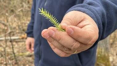 Close-up image of a hand holding a spruce needle branch